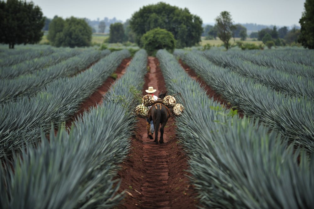 Tequila Making Kits - Blind Pig Drinking Co.
